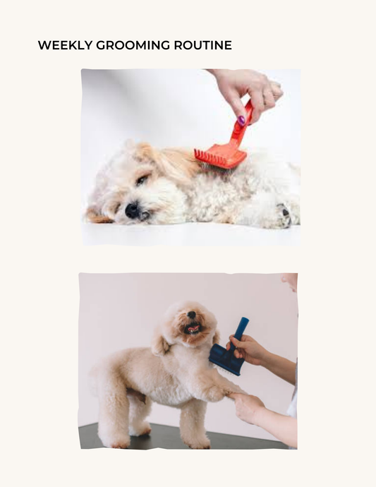 Free Cockapoo & Doodle Grooming Starter Guide (Digital Download)