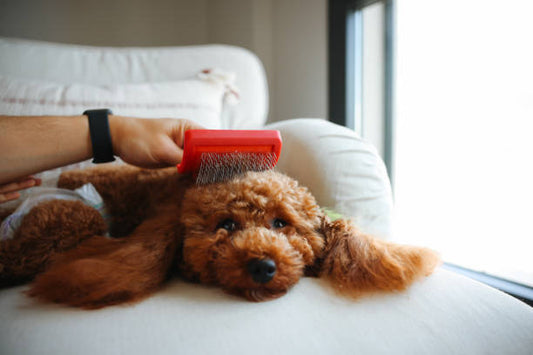 Choosing the Right Dog Brush for Your Dog’s Coat Type