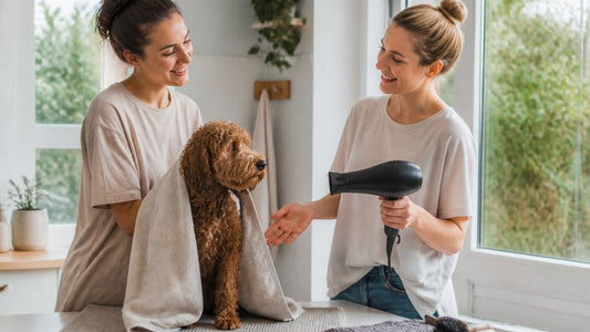 How to Dry a Dog After a Bath: Calm, Coat-Safe Steps