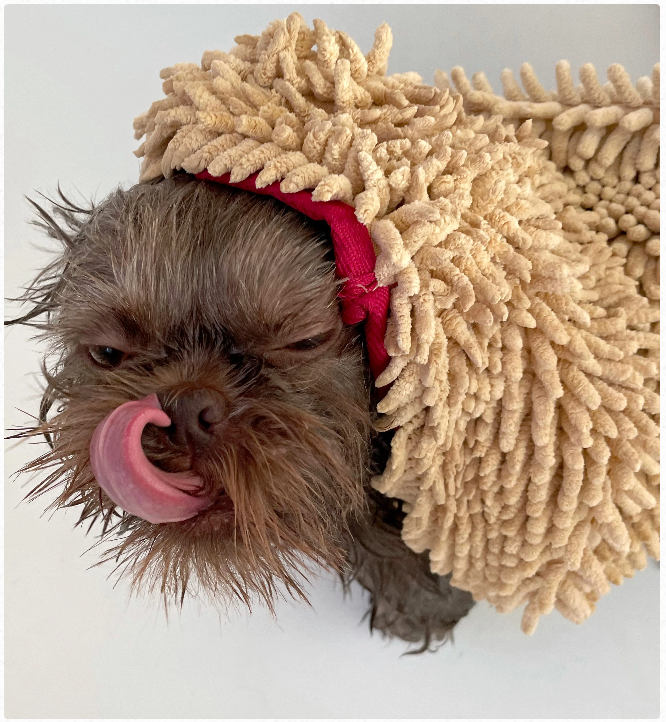 Microfiber dog and cat grooming towel by Pride + Groom, shown in use for drying pets after baths or grooming.