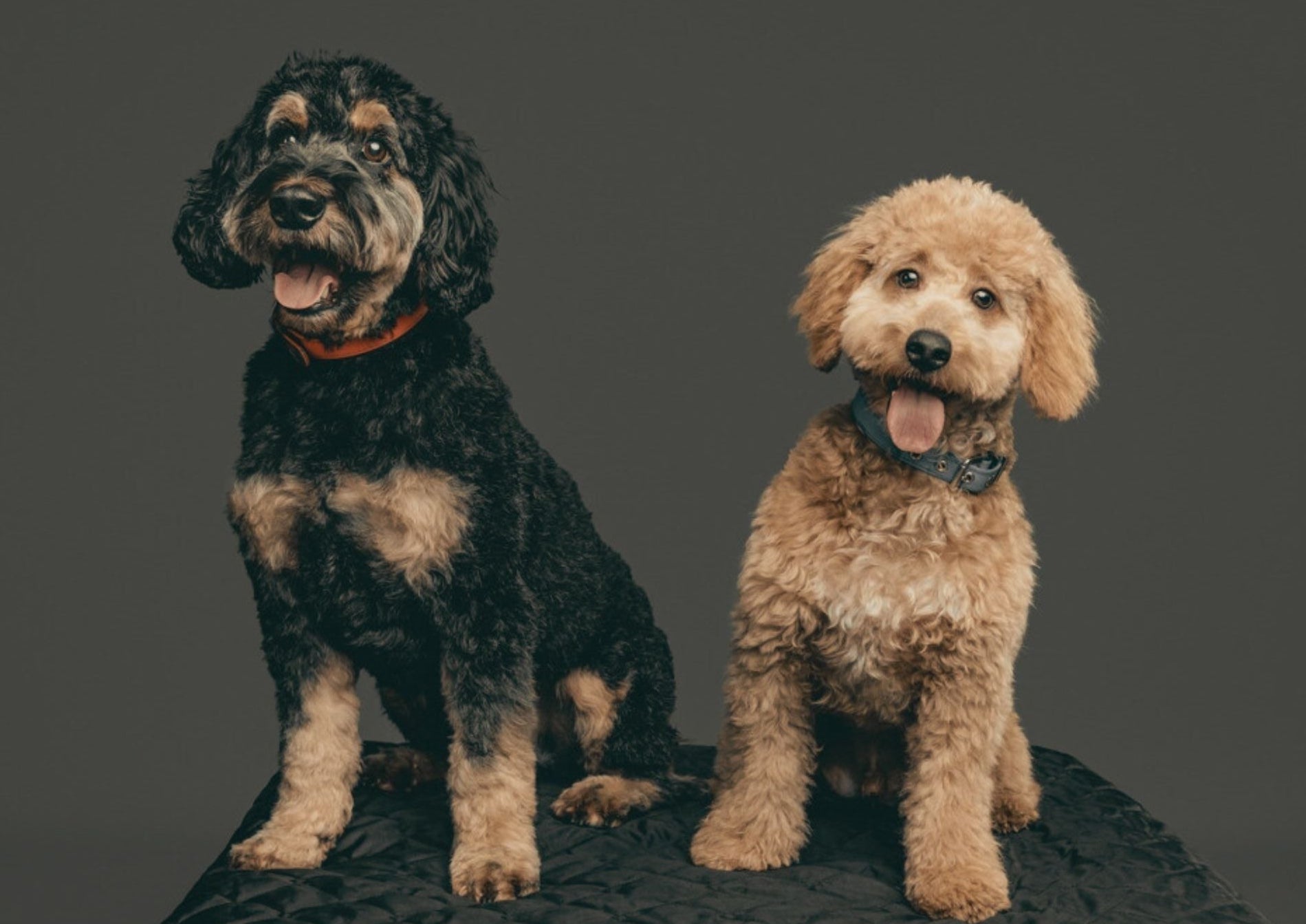 Two dogs, one black and brown and one brown, sitting side by side on a dark surface with a gray background.